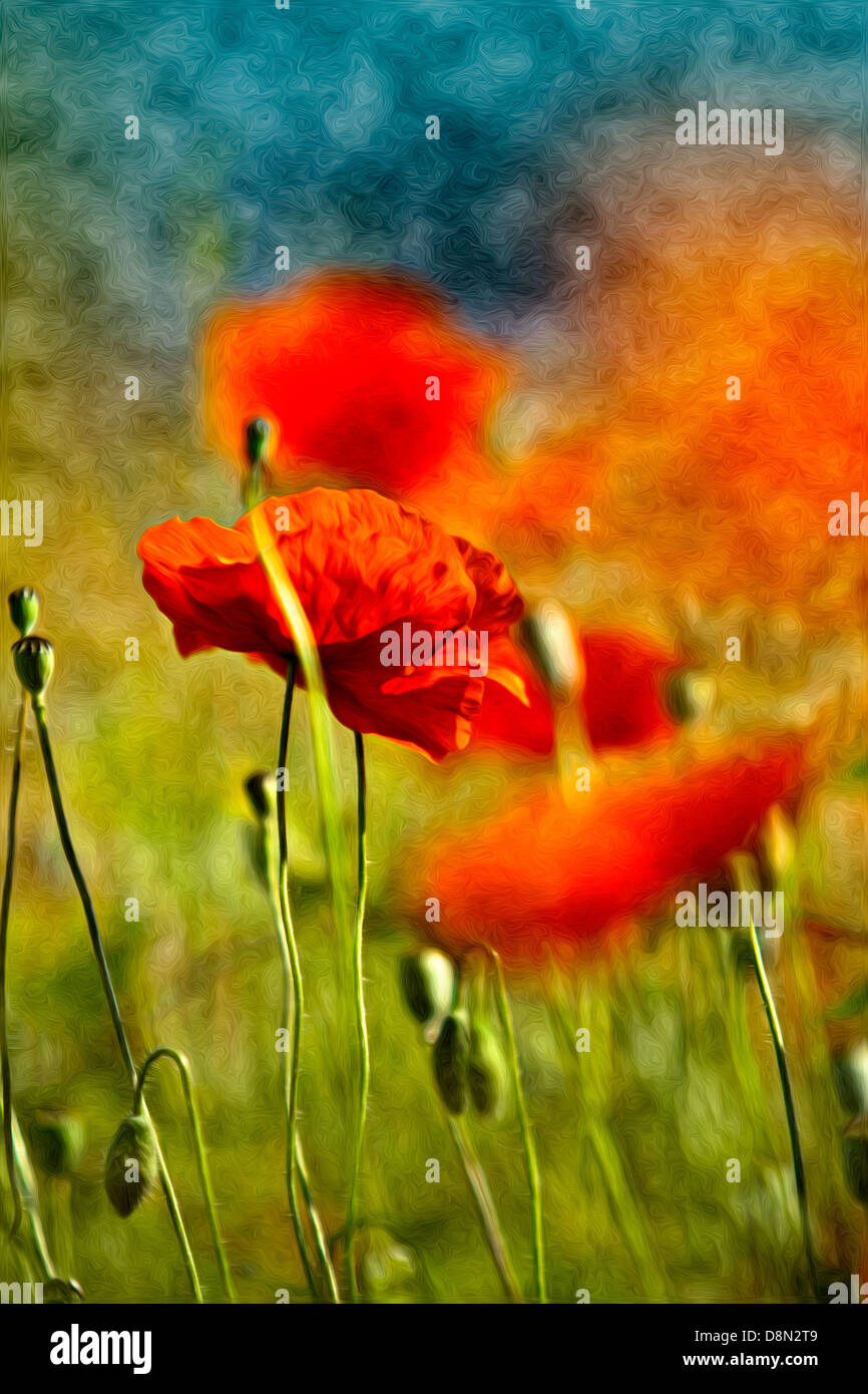 Mohn-Blumen Stockfoto