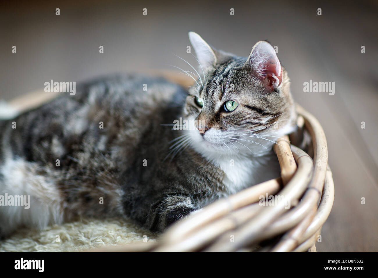 Katze im Korb Stockfoto