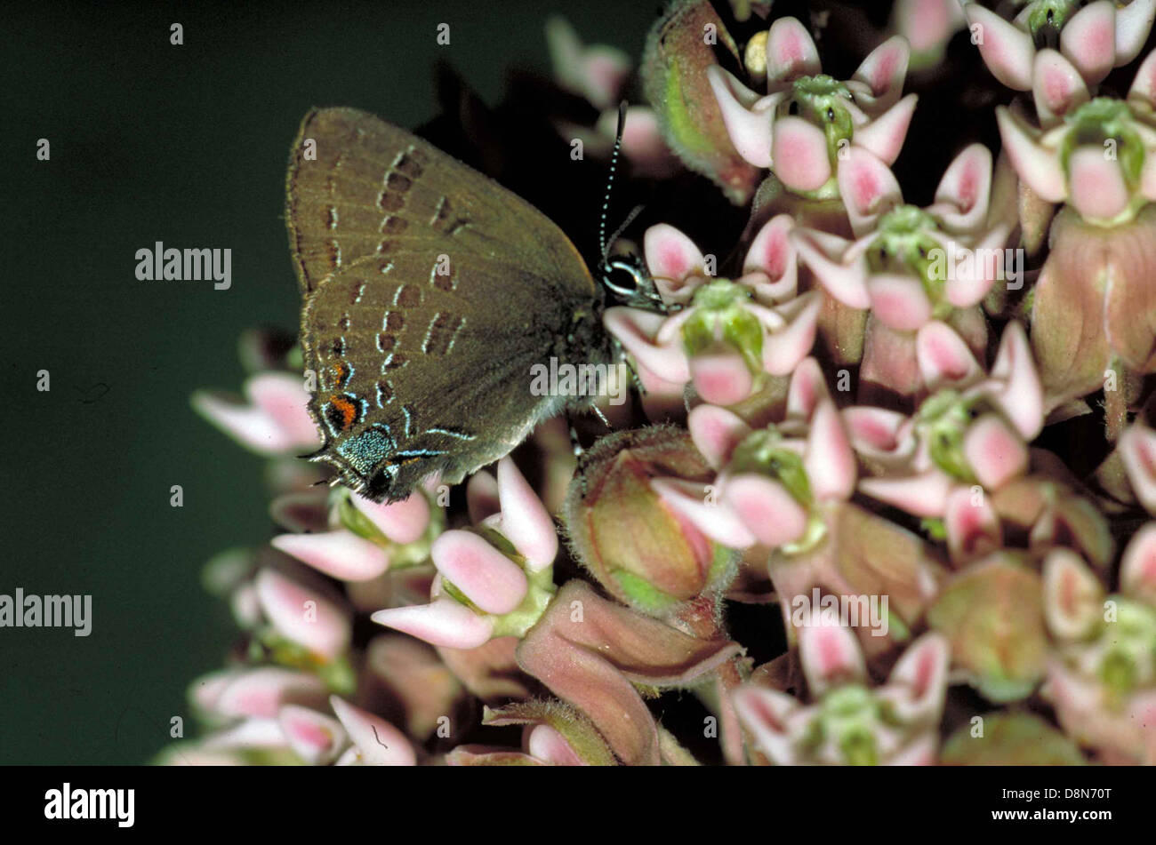 Ein Nahbild eines braunen Schmetterlings mit markanten Orange- und Neonblau-Akzenten auf den Flügeln. Die komplizierten Details der Muster des Schmetterlings sind auf diesem lebendigen und farbenfrohen Foto deutlich zu erkennen. Stockfoto