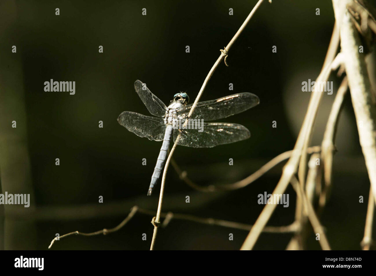 Eine Libelle ruht auf einem kleinen Zweig, ihre zarten Flügel glitzern im Sonnenlicht und fangen die Schönheit der Natur in einem ruhigen Moment ein. Stockfoto