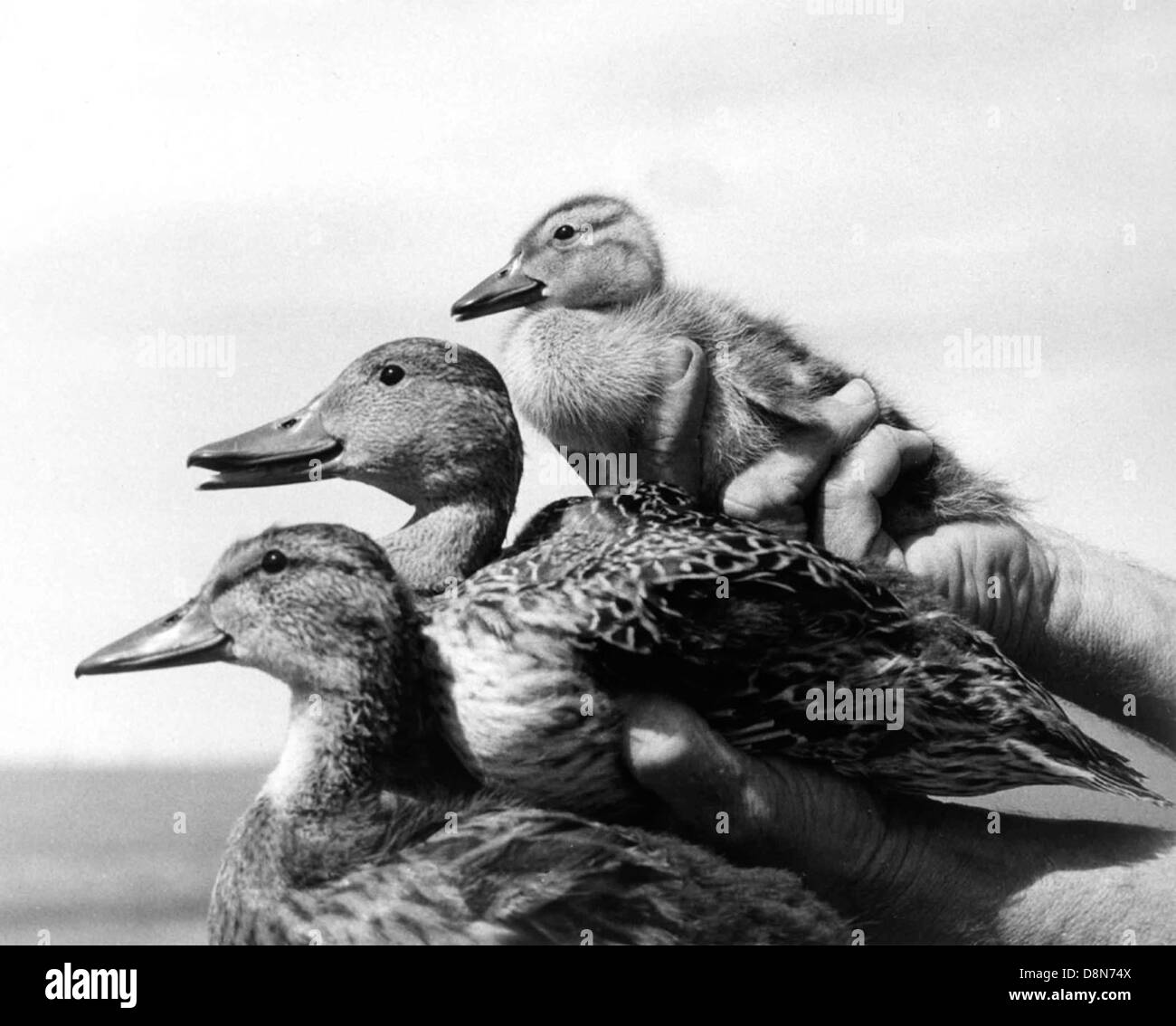 Enten Vögel Vintage Tierfoto. Stockfoto