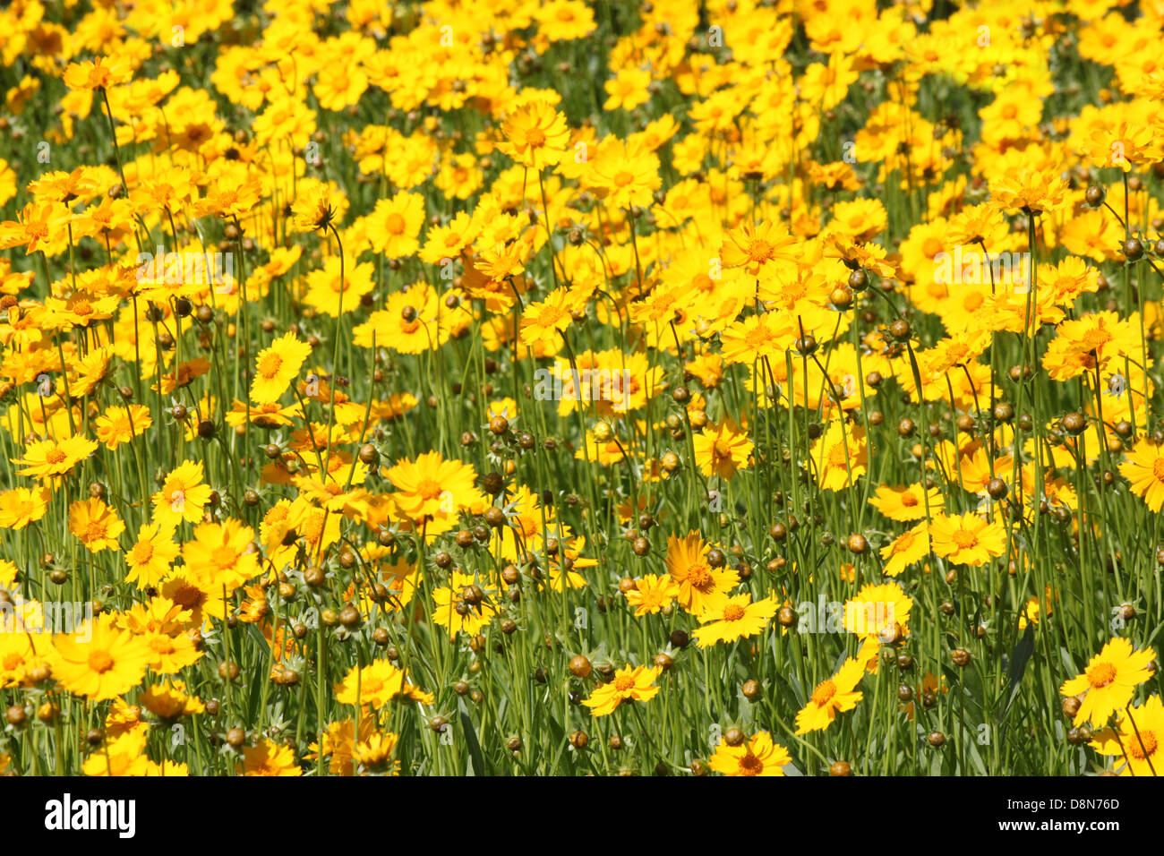 Blumenbeet mit gelben Blüten Stockfoto