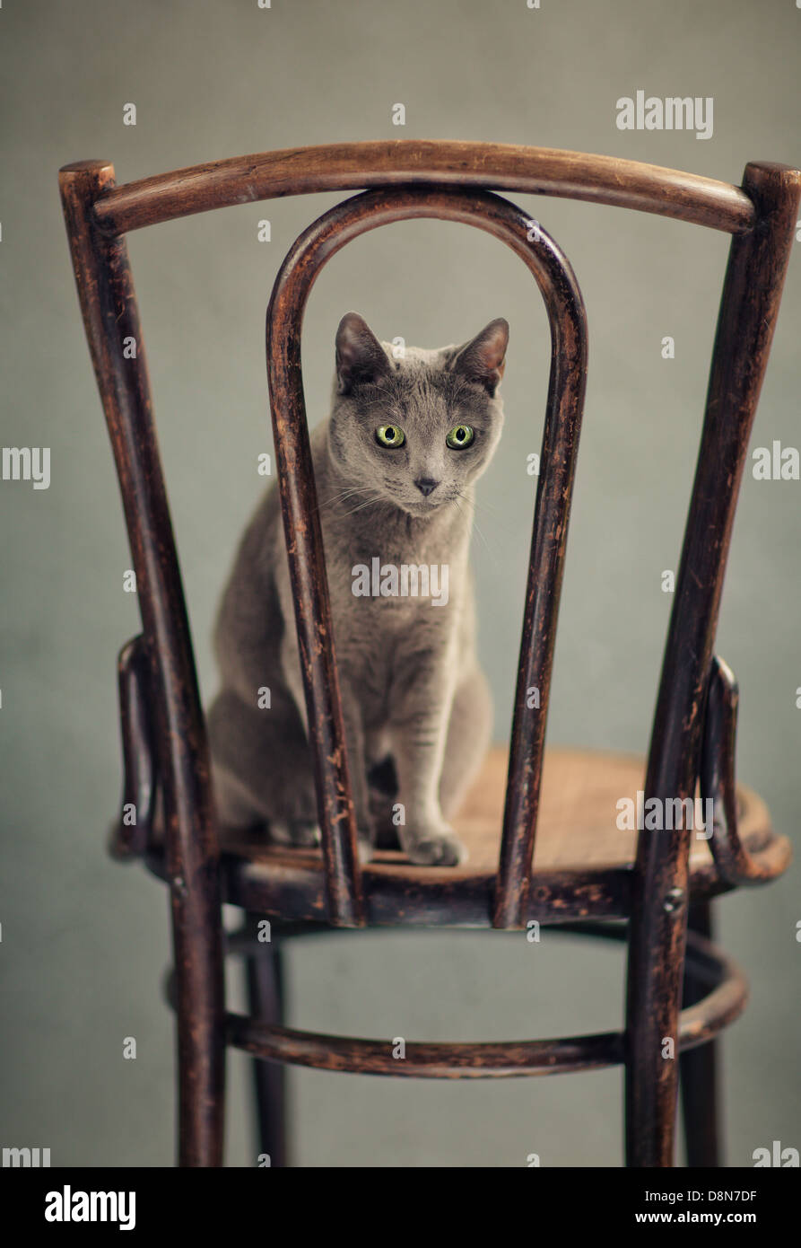 Russisch Blau Katze Portrait Stockfoto