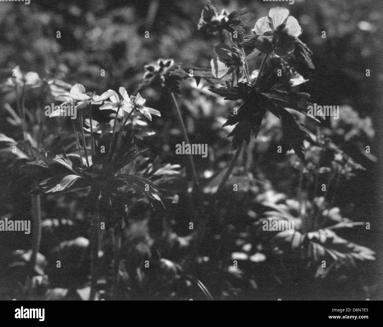Blumen und Rasen alte Vintage Foto. Stockfoto