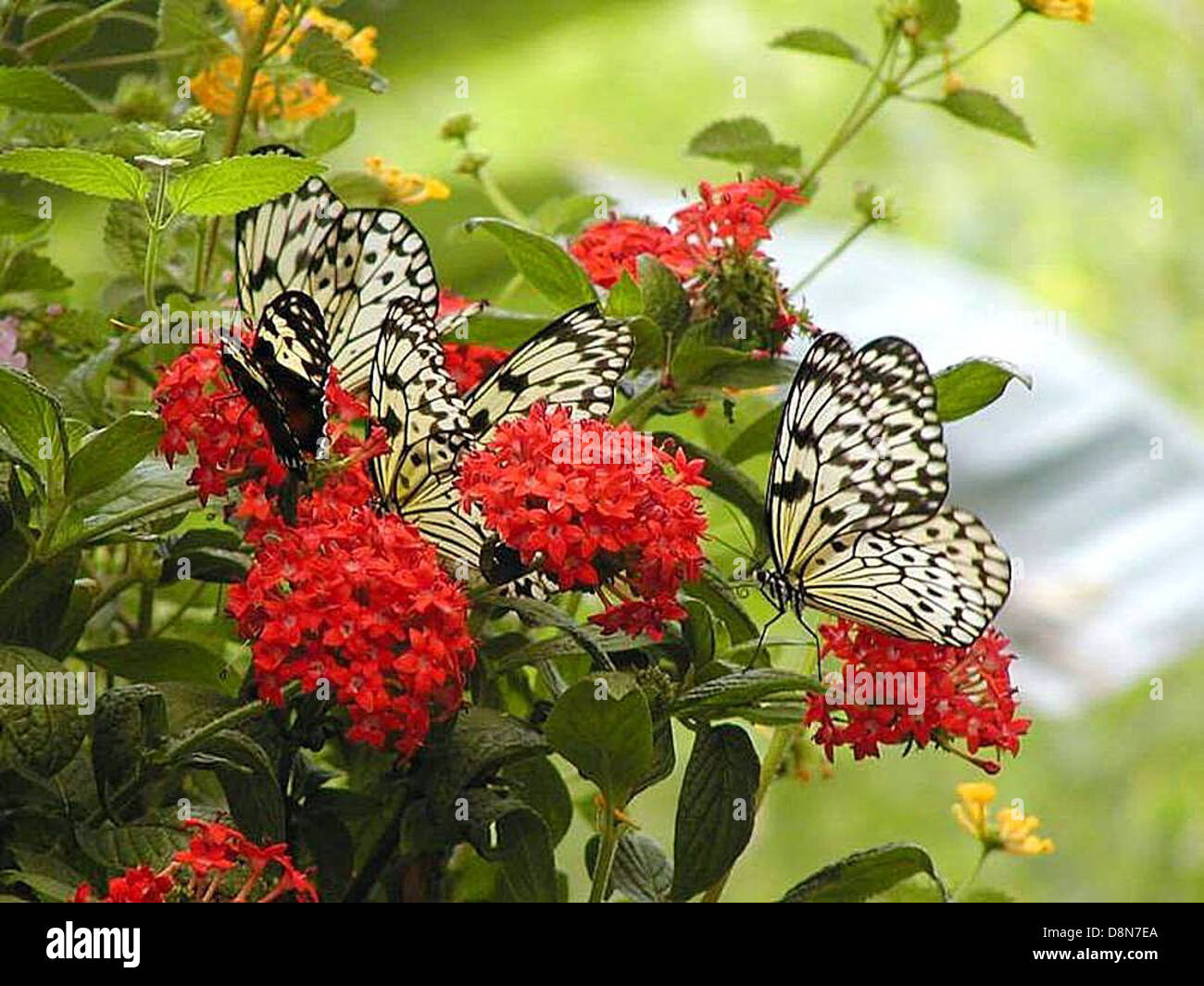 Blumen Pflanzen Schmetterling Schmetterlinge. Stockfoto