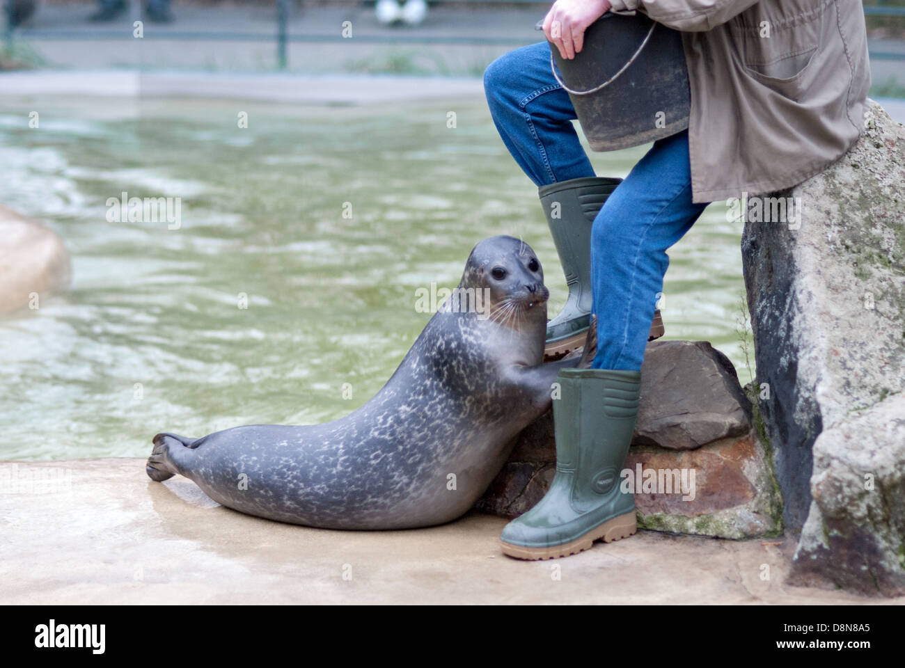 Eine Dichtung, die in einem Zoo gefüttert. Stockfoto