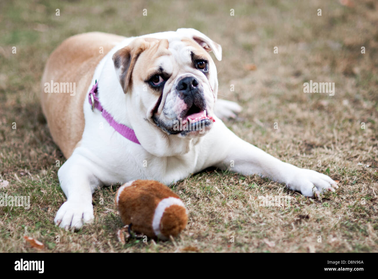 Ein Stier Hund mit einem Spielzeug-Fußball. Stockfoto