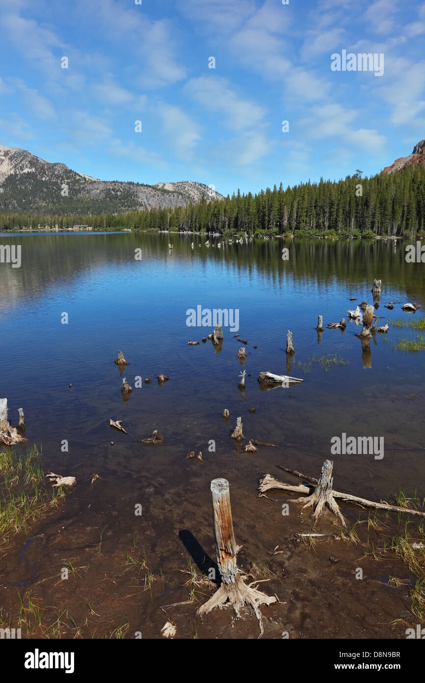 Dichten Wald und Stümpfe Stockfoto