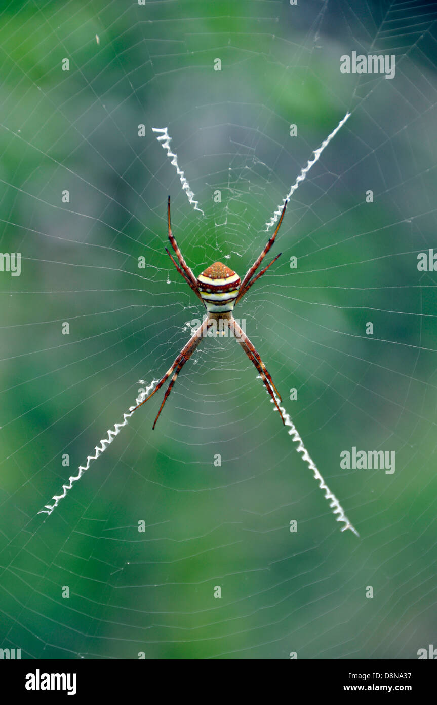Orb Spinner auf seiner Web-Spinne. Stockfoto