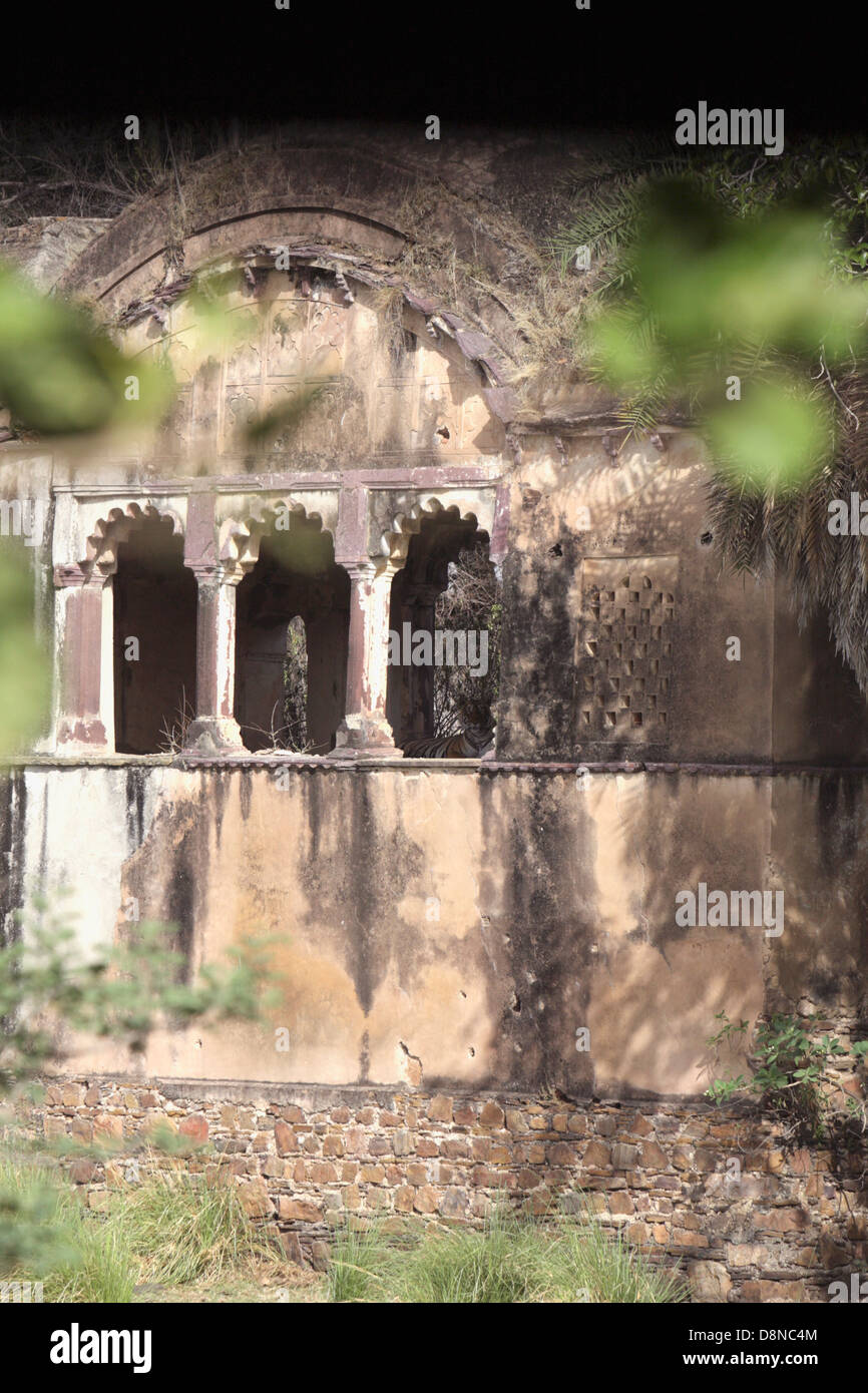 Königin in ihrem Palast während Sommer Tiger gern in die schattigen Zufluchtsort dieser historischen Monumente ausruhen Stockfoto