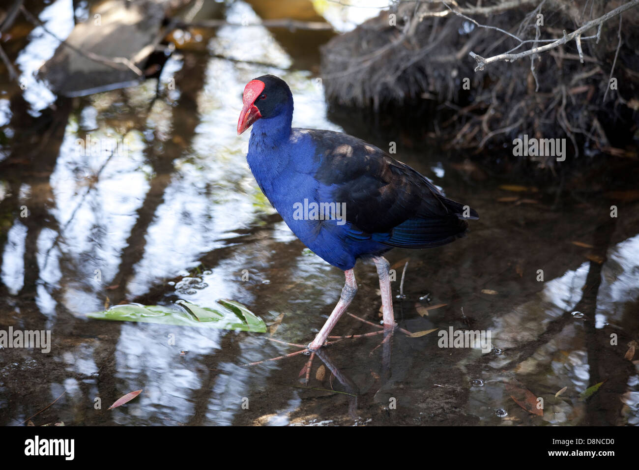 Ein Blick auf ein Pukeko Vogel in Sydney, Australien Stockfoto