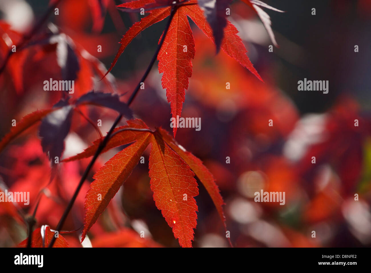 einzelnen Stamm eine Acer-Pflanze mit anderen Stämmen als Hintergrund unscharf Stockfoto