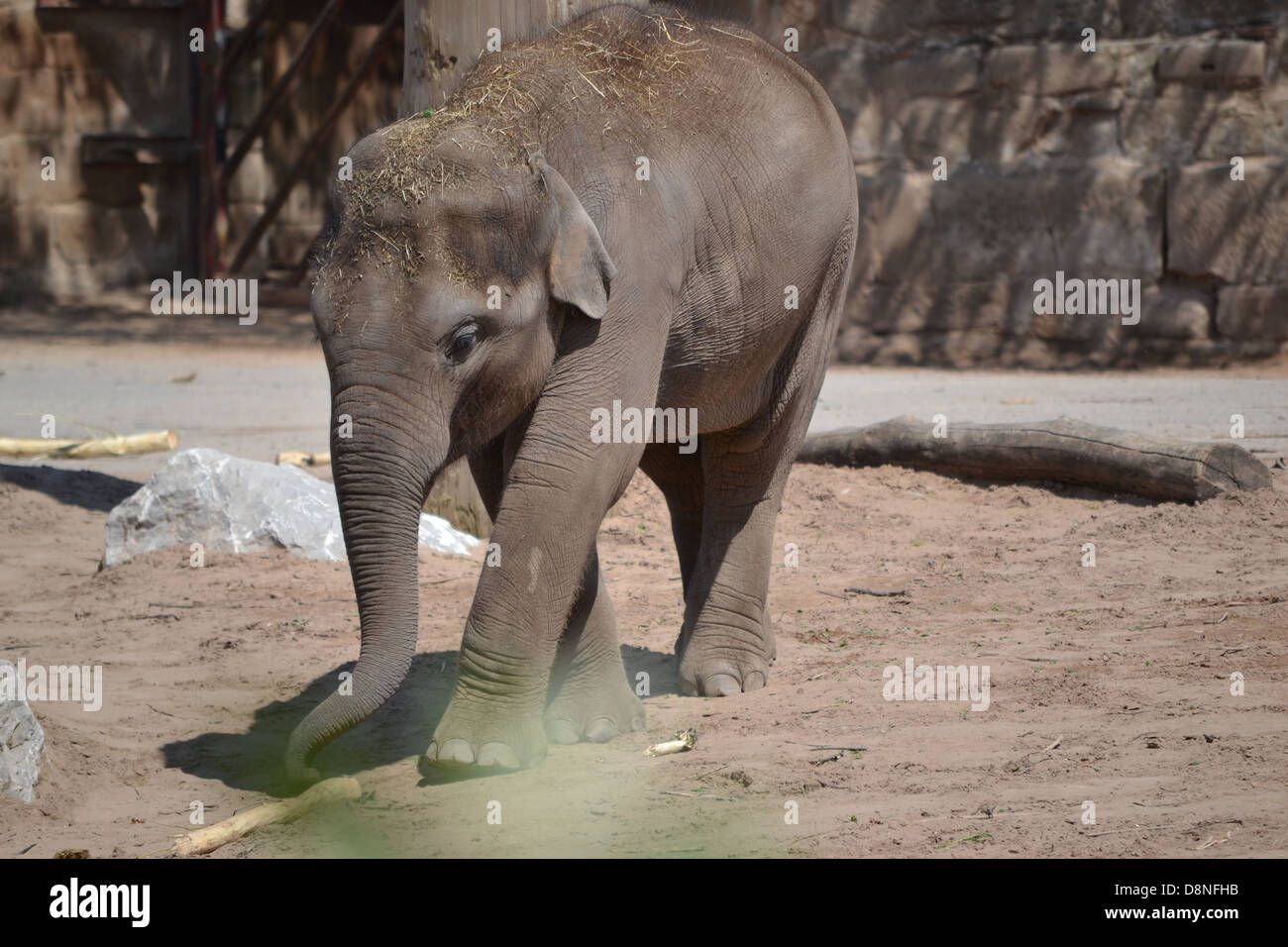 Elefanten im Zoo von Chester Stockfoto