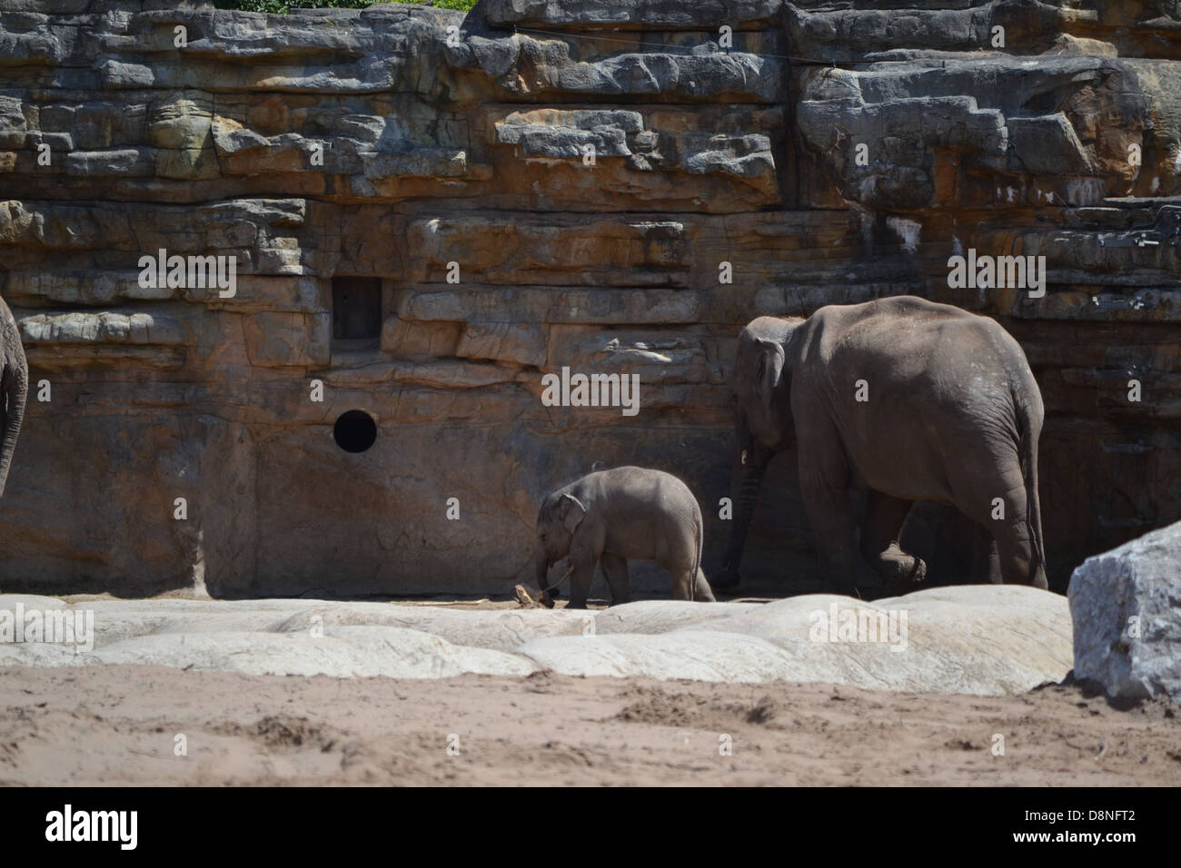 Elefanten im Zoo von Chester Stockfoto