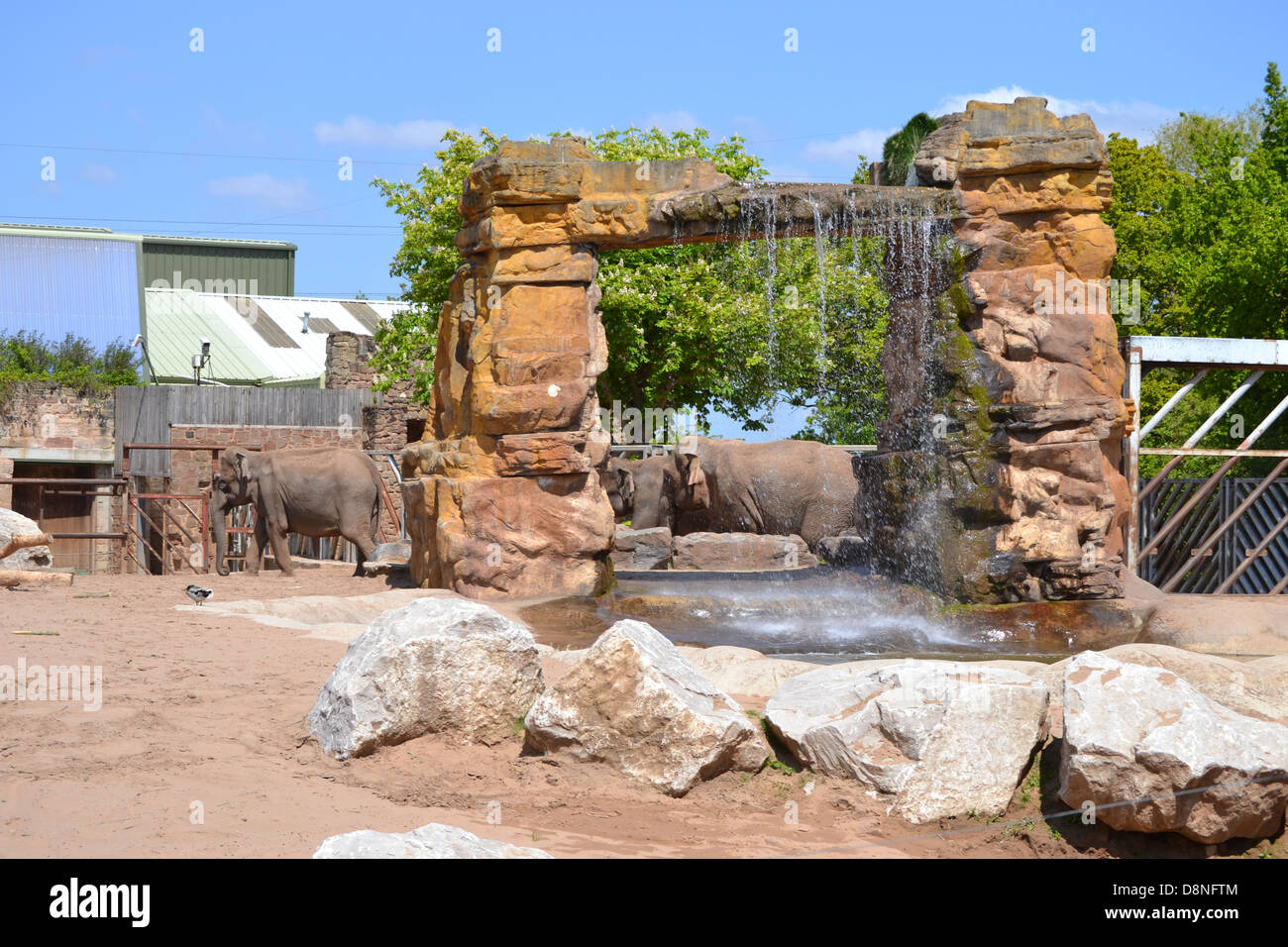 Elefanten im Zoo von Chester Stockfoto