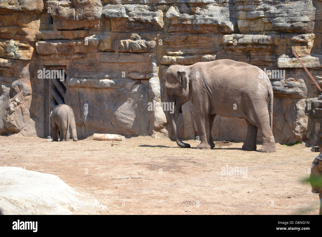 Elefanten im Zoo von Chester Stockfoto