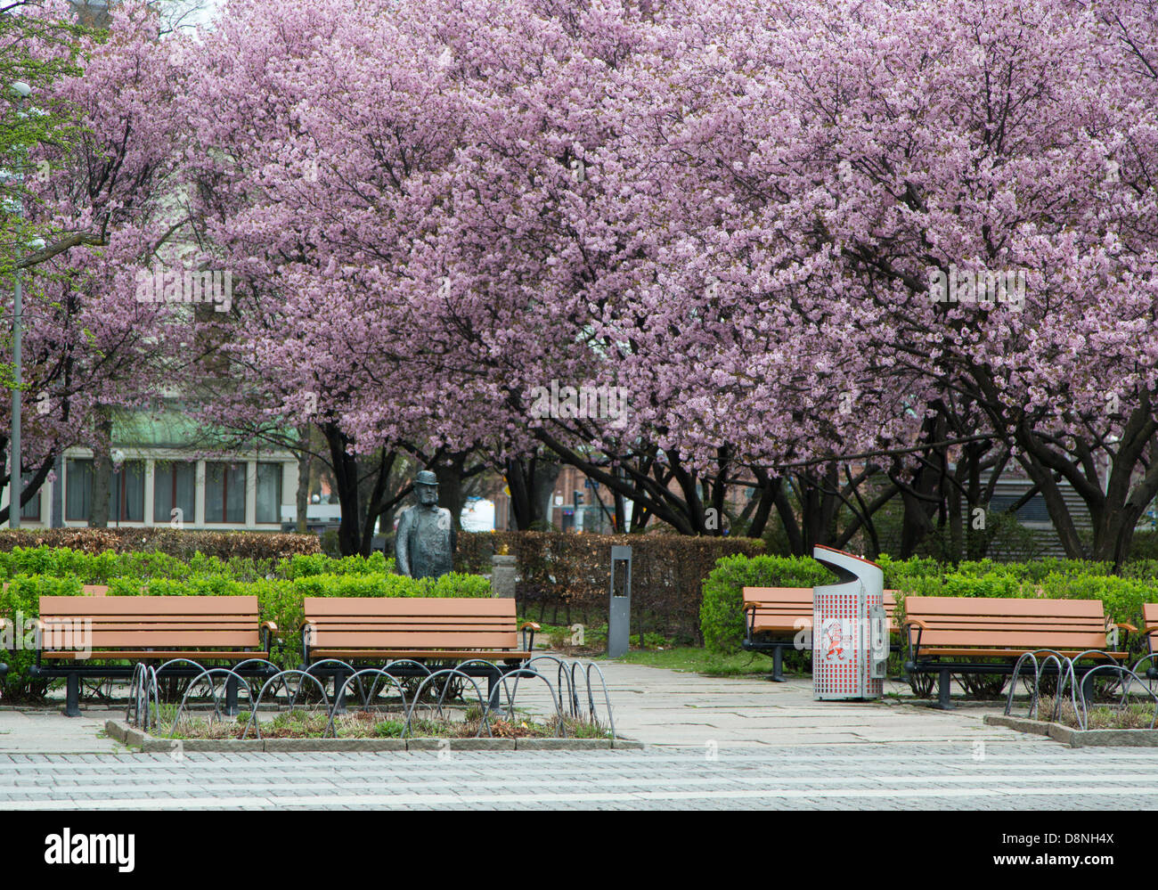 Rosa blühende Kirschbäume in einem Park in Göteborg, Schweden. Stockfoto