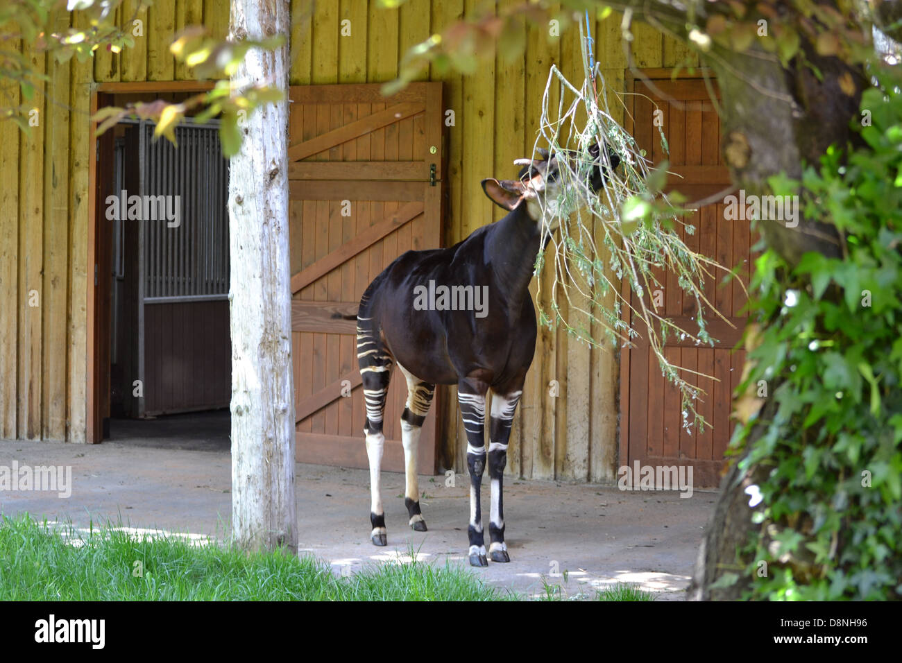 Okapi im Zoo von Chester Stockfoto