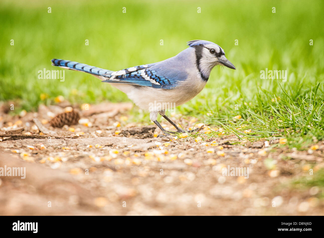 Blue Jay Futter für Samen auf Boden Stockfoto