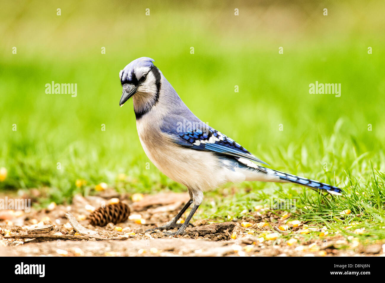 Blue Jay Futter für Samen auf Boden Stockfoto