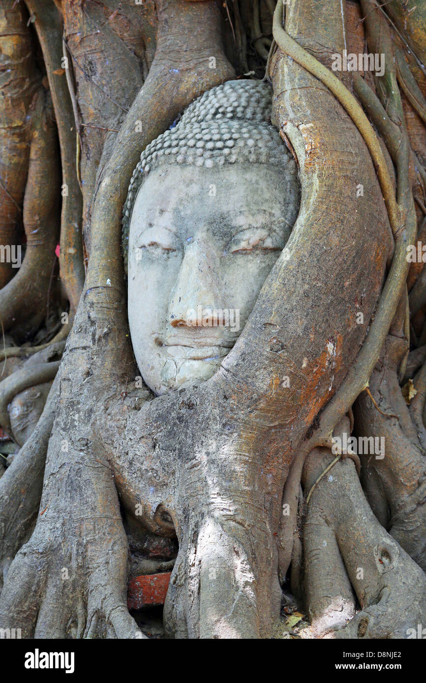 Der Kopf und das Gesicht des Buddha in den Wurzeln von einem Bodhi-Baum im Wat Mahathat, Ayutthaya, Thailand Stockfoto