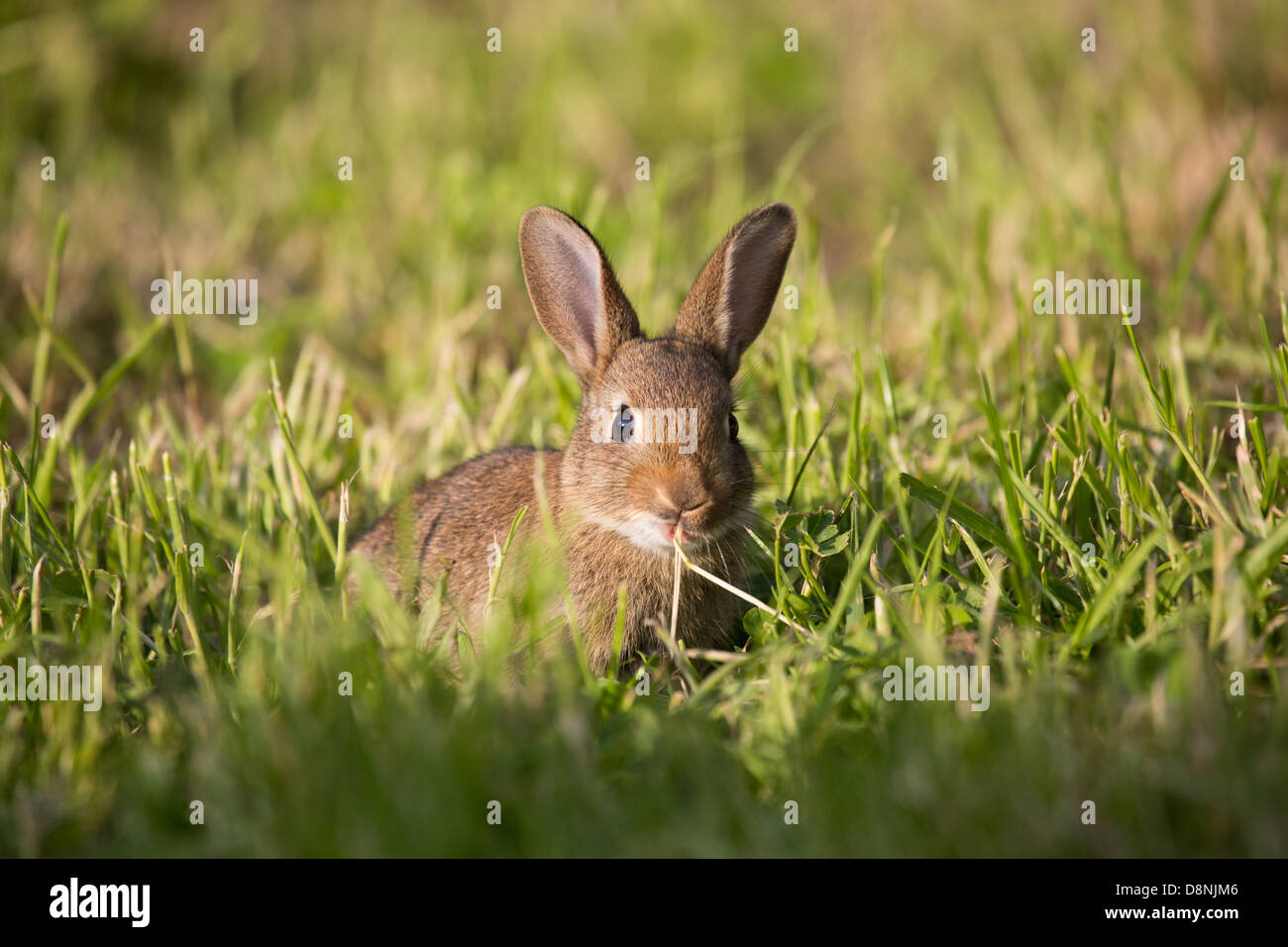 Eine junge Wildkaninchen in einem Feld Gras Stockfoto