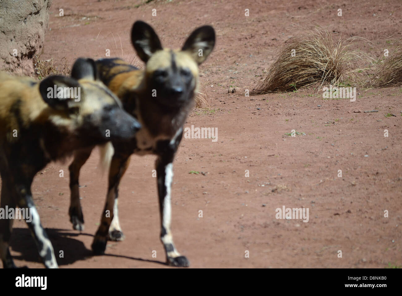 African malte Hunde im Zoo von Chester Stockfoto