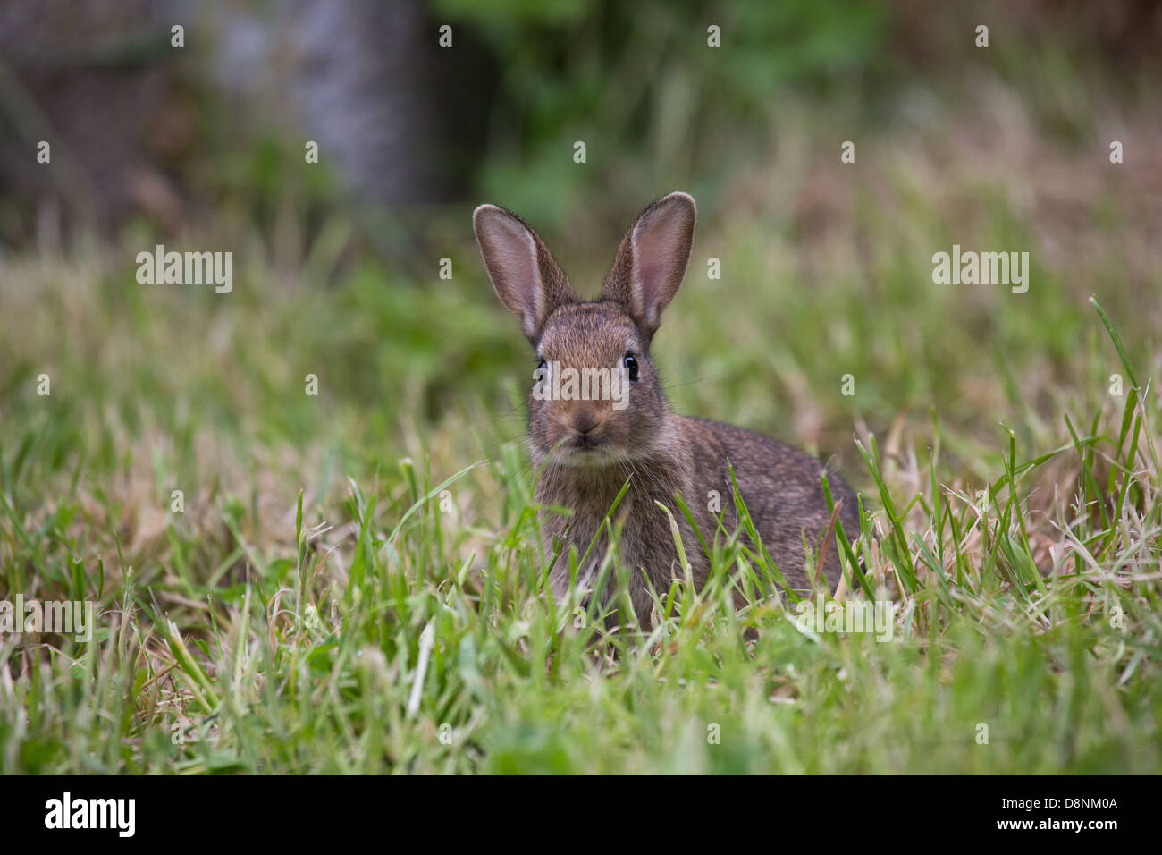 Kaninchen, junges kaninchen Fotos und Bildmaterial in hoher Auflösung Alamy