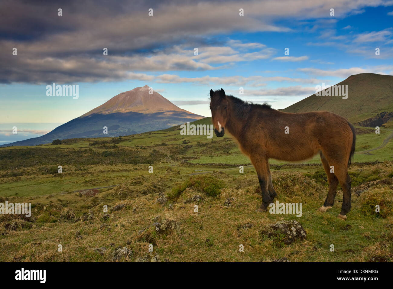 Wildes Pferd bei Sonnenaufgang mit Berg Pico auf den Azoren - Insel Pico - Horizont Stockfoto
