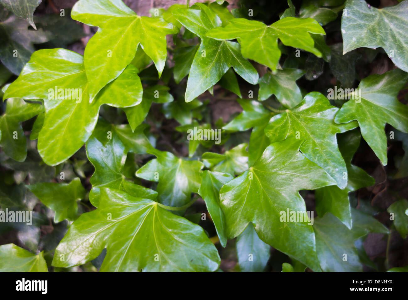 Blättern von Hedera Helix Efeu Stockfoto