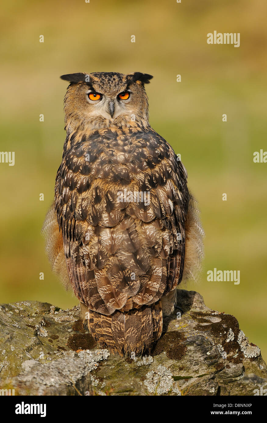 Uhu, Bubo Bubo, auf einem Felsen und dazwischen Vegetation in seinem natürlichen Lebensraum suchen direkt in die Kamera. Stockfoto