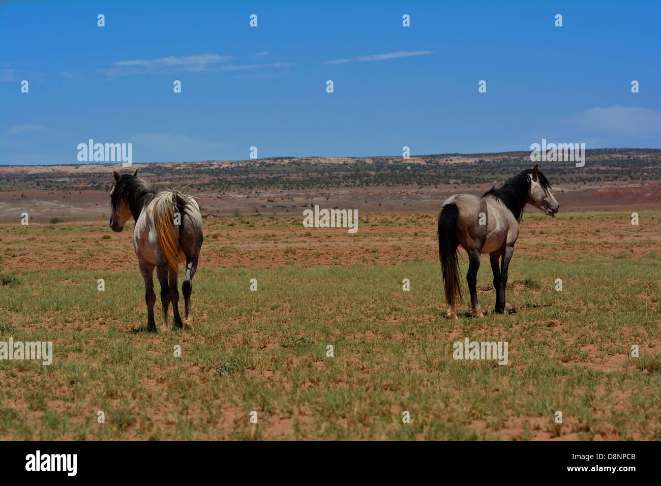 Pferde auf der Navajo (Essen) Indian Reservation in Arizona, Usa Stockfoto