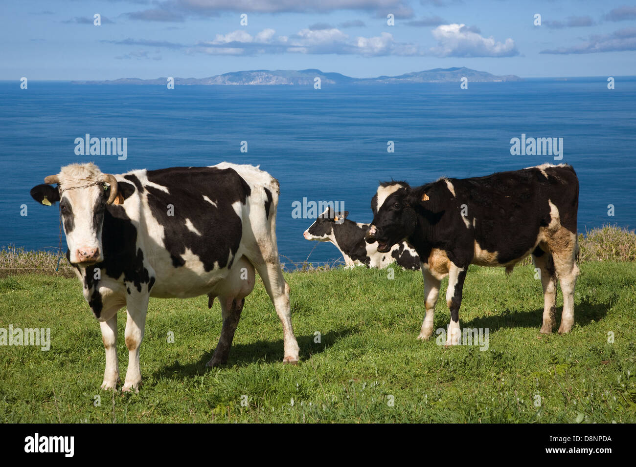 Kühe auf den Azoren grüne Weiden mit Graciosa Insel am Horizont - São Jorge Insel - Azoren Stockfoto