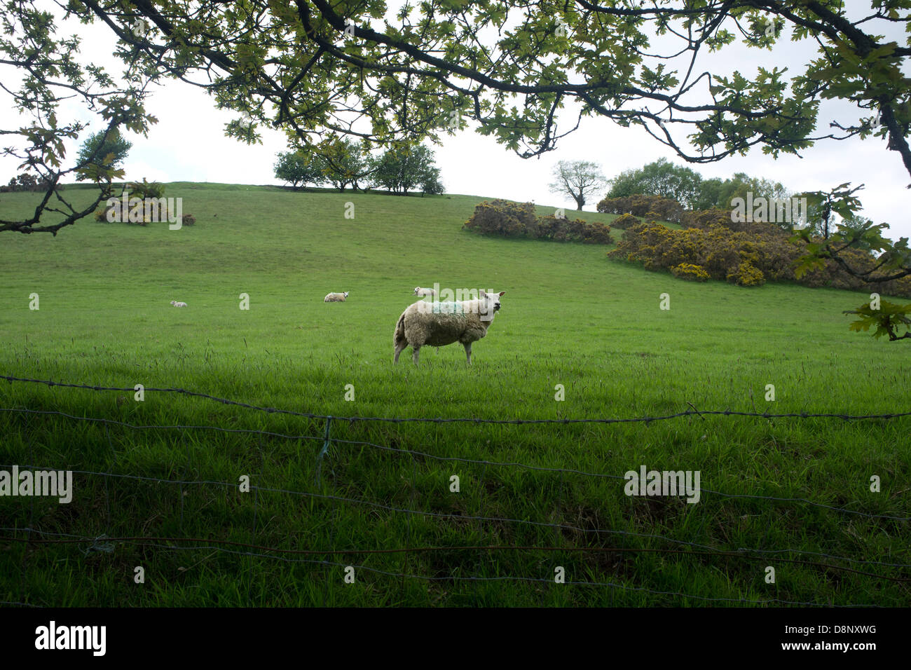 Ein Schaf in einem Feld unterwegs Staffordshire in England Stockfoto