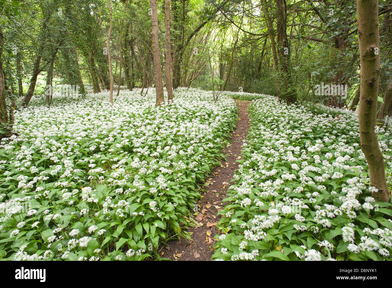 Massen von Bärlauch-Pflanzen in voller Blüte Blüte unter Blätterdach bald zu blockieren, die Licht auf Waldboden Stockfoto