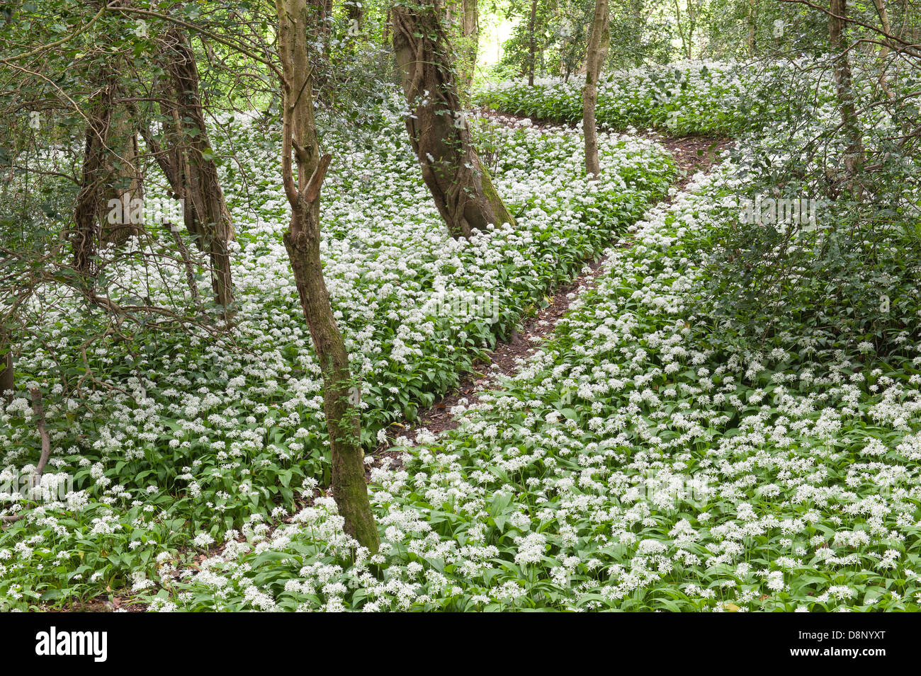 Massen von Bärlauch-Pflanzen in voller Blüte Blüte unter Blätterdach bald zu blockieren, die Licht auf Waldboden Stockfoto