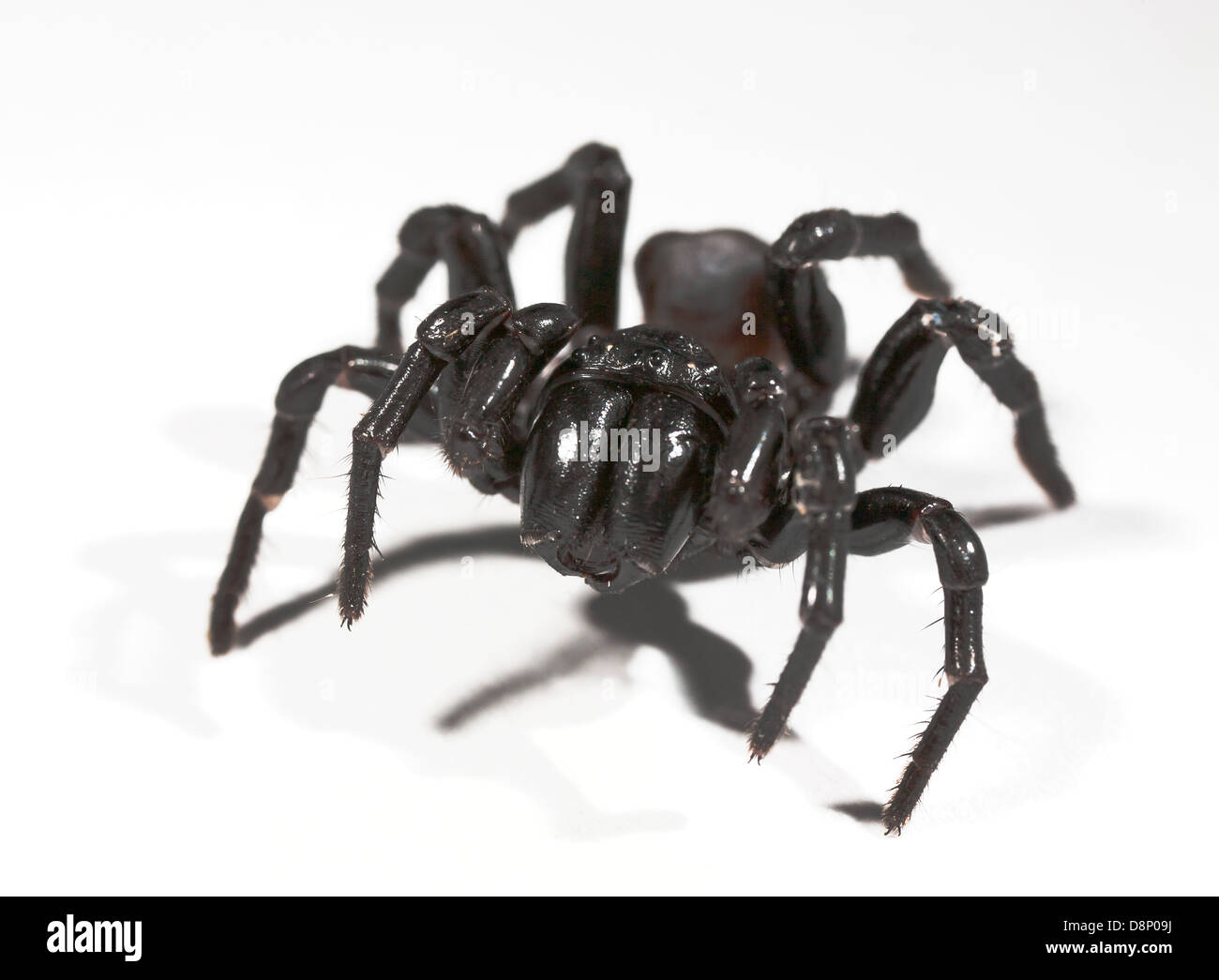 ein Trichter Web-Spider auf weiß Stockfoto