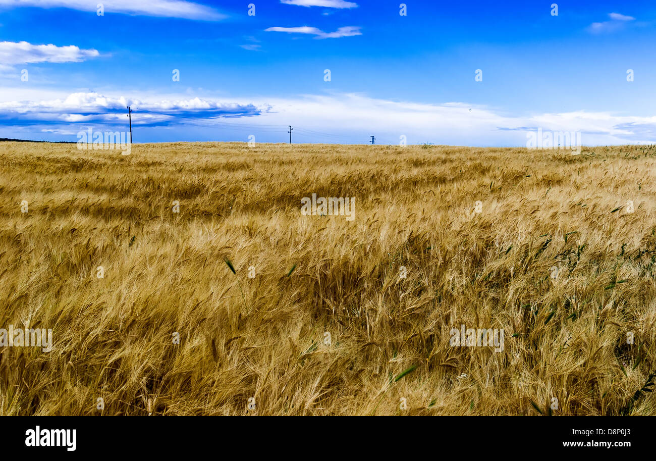 Bereich der gereiften Roggen gegen den blauen Himmel Stockfoto