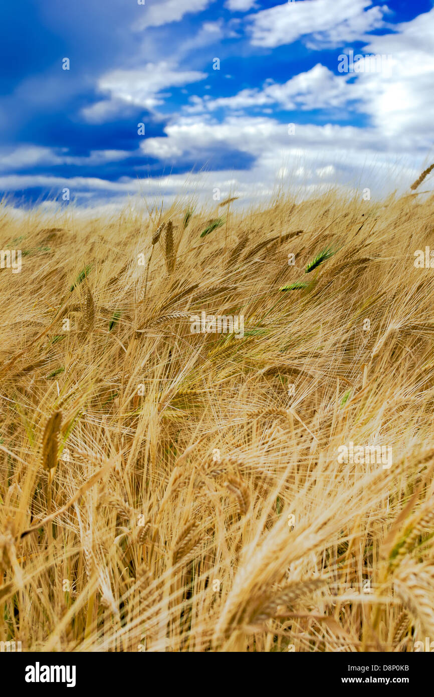 Bereich der gereiften Roggen gegen den blauen Himmel Stockfoto