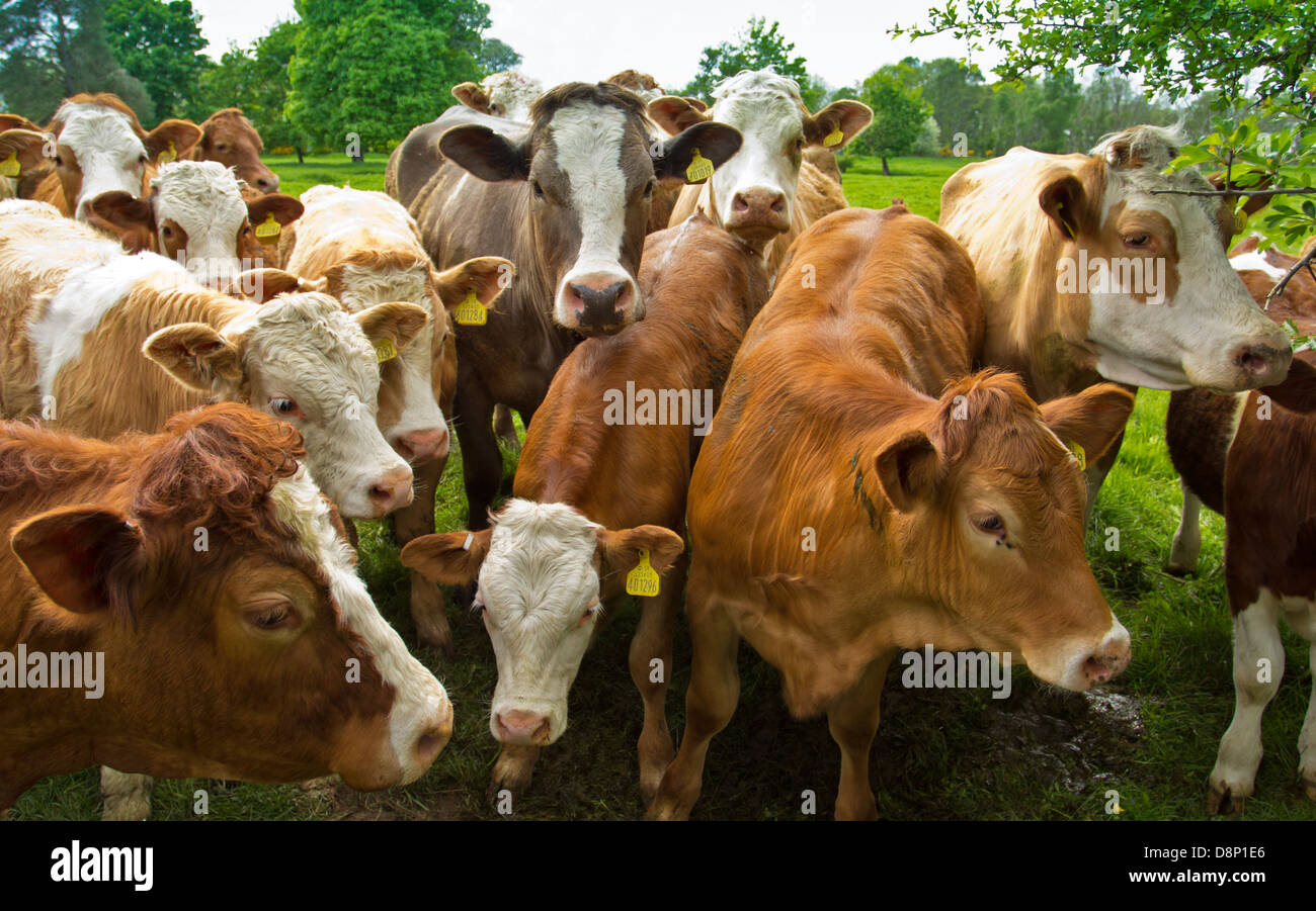 EINE KLEINE HERDE KÜHE UND KÄLBER ZEIGEN NEUGIER VERHALTEN Stockfoto