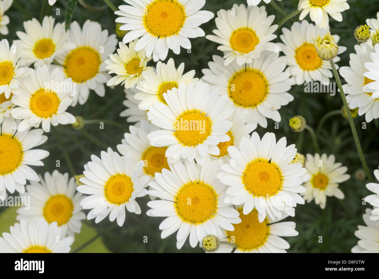 Gänseblümchen Blumen gelb und weiß Nahaufnahme Makro Stockfoto