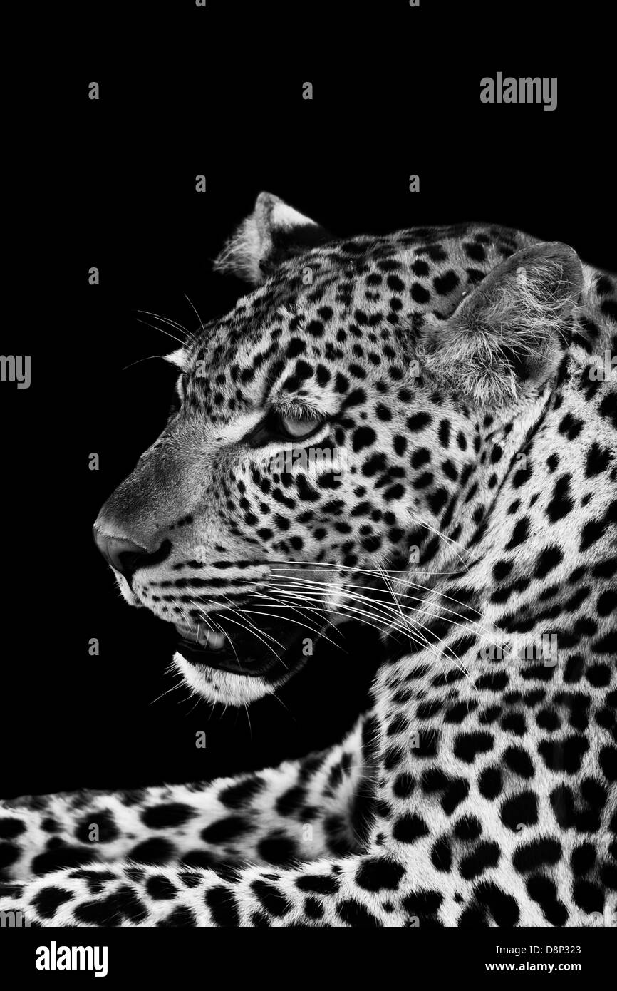 Leopard schließen Up in schwarz / weiß Stockfoto