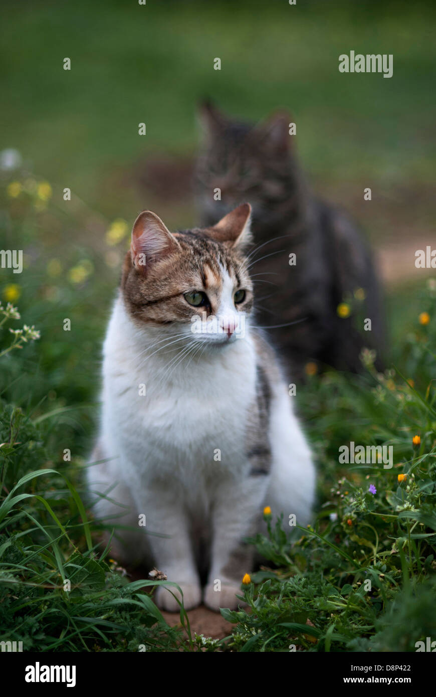 Zwei Hauskatzen sitzen in Blumenwiese Stockfoto