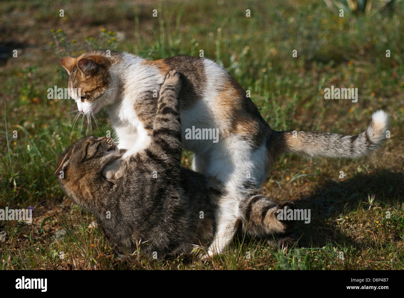 Zwei Hauskatzen spielen Stockfoto