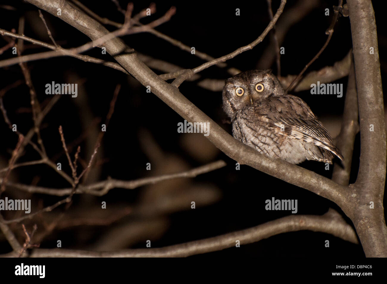 Ost-Kreischeule Stockfoto