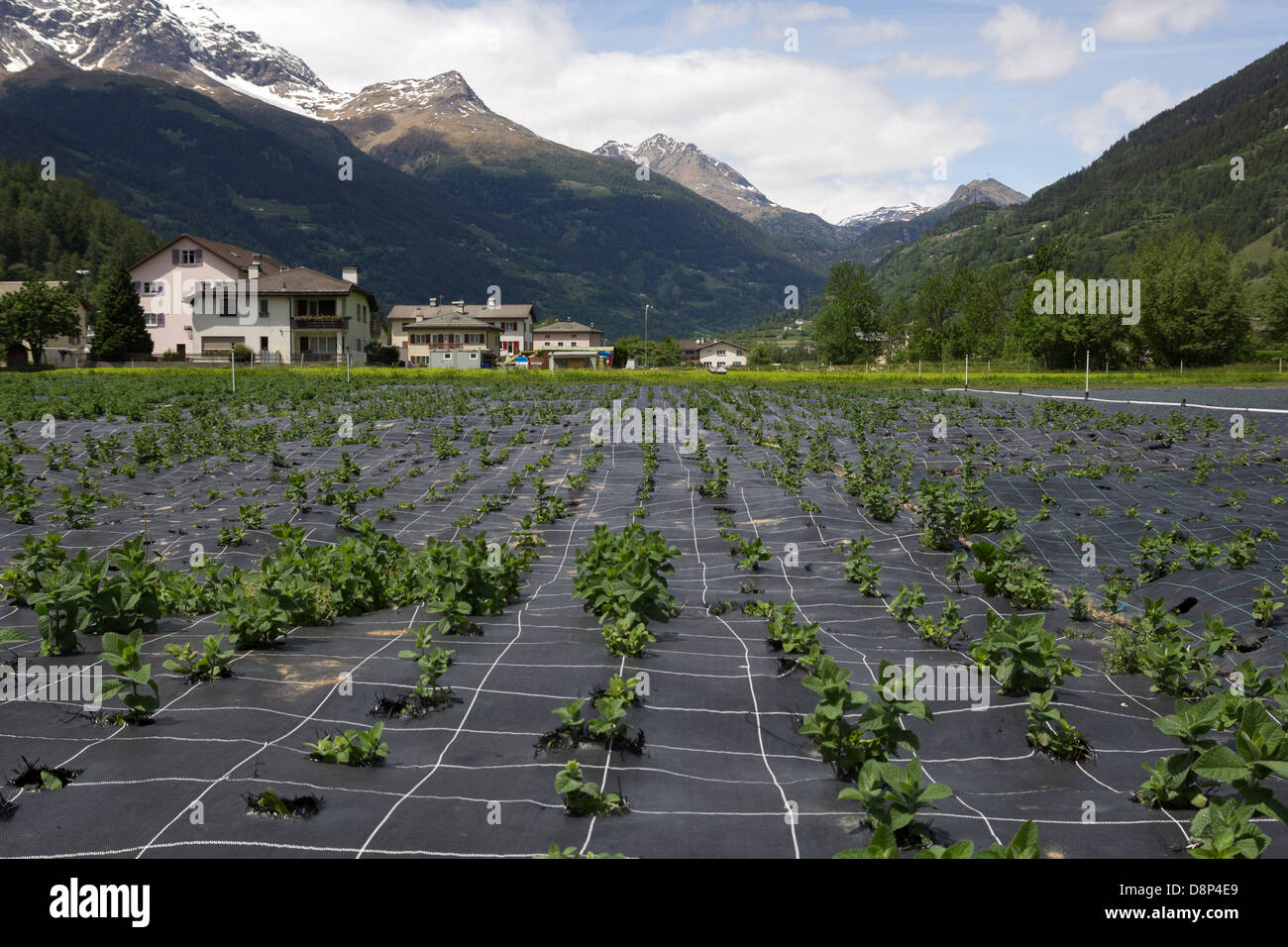 Landwirtschaft in der Schweiz. Feld in der Nähe des Dorfes im Puschlav Schweizer Alpen Stockfoto
