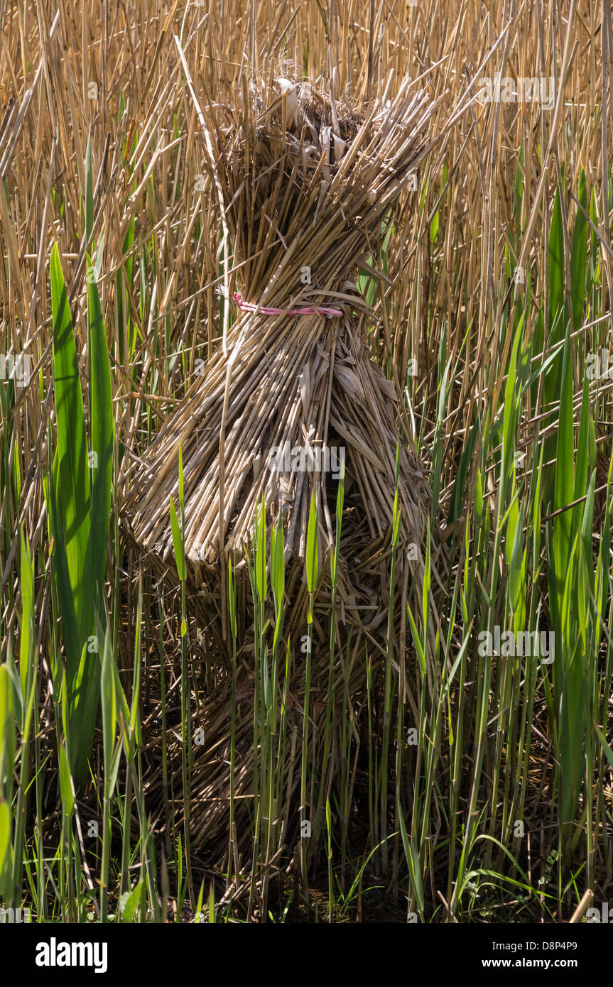 Künstlicher "nest" von Schilf bei Leighton Moss RSPB Reserve in Silverdale, Lancashire. Stockfoto