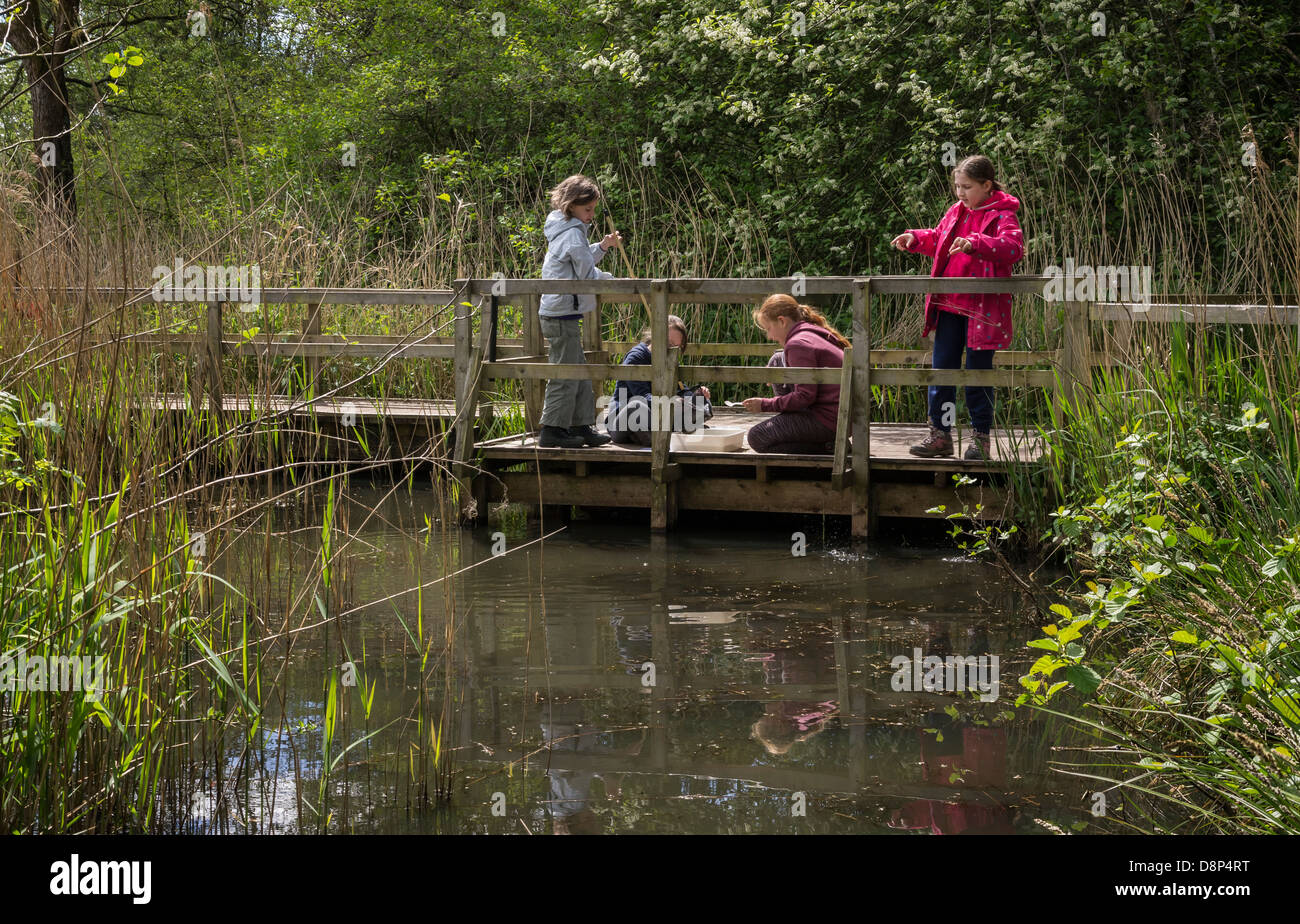 Kinder freuen sich über den Teich eintauchen bei Leighton Moss RSPB Reserve in Silverdale, Lancashire Stockfoto