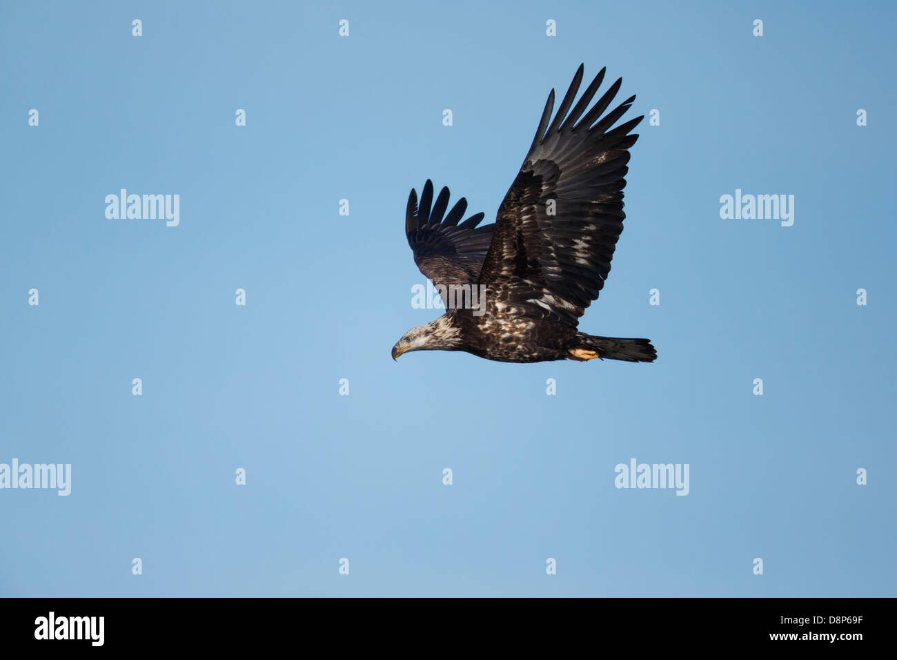 Weißkopf-Seeadler (Haliaeetus Leucocephalus) im Flug zeigt noch fleckig Gefieder. Stockfoto