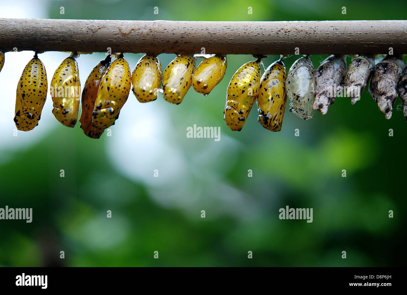 Cocoon-Schmetterling-Larve-Larven-Schmetterlinge Stockfoto